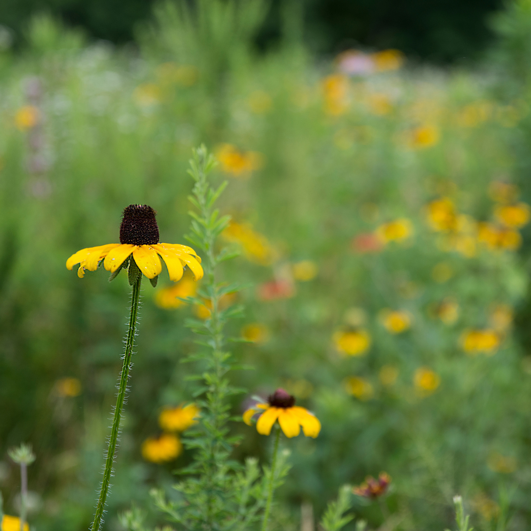 A field of wildflowers with a black-eyed susan standing tall in the foreground.